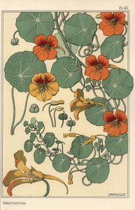 Nasturtium botanisk undersøgelse af Eugene Grasset