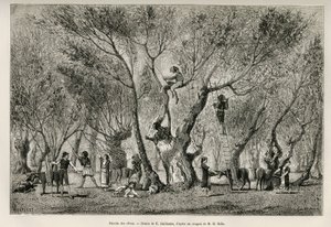 Samlingen af oliven i Amphissa-regionen, tegning af E.Guillaume, for at illustrere historien om Henri Belle: Voyage en Greece af Eugene Guillaume