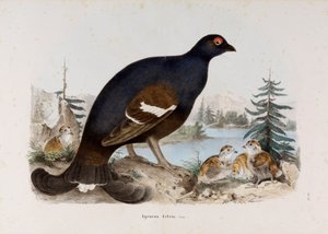 Repræsentation af den lille hane af lyng eller hane af birke af Eugenio Bettoni