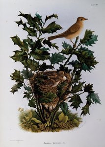 Havesanger (Sylvia hortensis), gravering af Oscar Dressler, fra Natural History of Birds, der yngler i Lombardiet, af Eugenio Bettoni (1845-1898), Italien