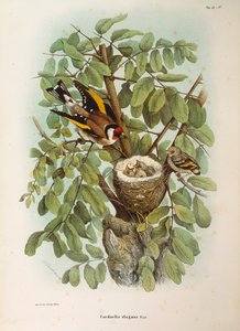 Illustration fra Eugenio Bettonis "Natural History of Birds that Nest in Lombardiet", der repræsenterer den europæiske Goldfinch Carduelis carduelis-familie, af Oscar Dressler