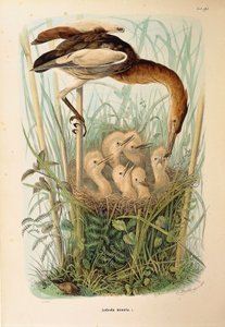 Illustration fra Eugenio Bettonis "Natural History of Birds that Nest in Lombardy" repræsenterende Little Bittern Ixobrychus minutus, af Oscar Dressler