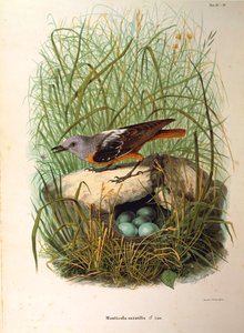 Illustration fra Eugenio Bettonis "Natural History of Birds that Nest in Lombardy" repræsenterende Rock Thrush Monticola saxatilis hun for rede, af Oscar Dressler af Eugenio Bettoni, Oscar Dressler