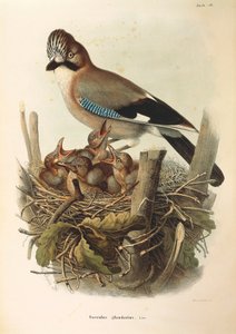 Illustration fra Eugenio Bettonis "Natural History of Birds that Nest in Lombardy", der repræsenterer den eurasiske Jay Garrulus glandarius, af Oscar Dressler