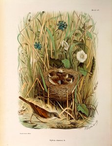 Illustration fra Eugenio Bettonis "Natural History of Birds that Nest in Lombardy" repræsenterende Whitethroat Sylvia communis eller cinerea, af Oscar Dressler