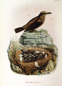 Illustration fra Eugenio Bettonis "Natural History of Birds that Nest in Lombardy" repræsenterende Blue Rock Thrush Monticola solitarius, af Oscar Dressler
