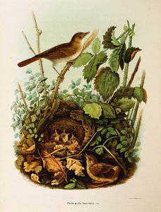 Illustration fra Eugenio Bettonis "Natural History of Birds that Nest in Lombardy", der repræsenterer Nightingale Luscinia megarhynchos, af Oscar Dressler