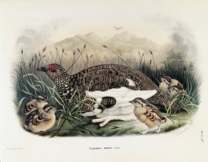 Illustration fra Eugenio Bettonis "Natural History of Birds that Nest in Lombardy", der repræsenterer klipperypen Lagopus muta, af Oscar Dressler
