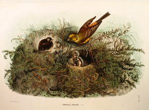 Illustration fra Eugenio Bettonis "Natural History of Birds that Nest in Lombardy" repræsenterende Yellowhammer Emberiza citrinella, af Oscar Dressler