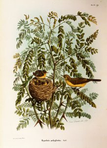 Illustration fra Eugenio Bettonis "Natural History of Birds that Nest in Lombardy" repræsenterende Melodious Warbler Hippolais polyglotta, af Oscar Dressler