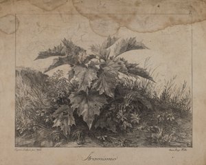 Stramonium af Eugenio Landesio