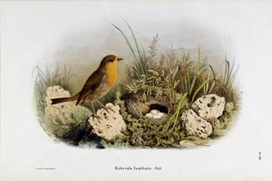 Repræsentation af Red Gorge (Rubecula familiaris) (Chromolithography
