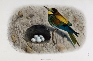 Repræsentation af den europæiske biæder eller Merops apiaster (kromolitografi