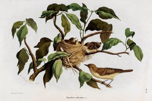 Repræsentation af fuglen Hipolais salicaria Warbler (kromolitografi
