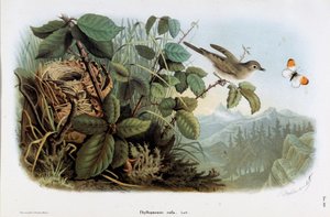 Repræsentation af kyllingens hastighed (Phyllopneuste rufa) (Chiffchaff) (Chromolithography