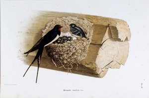 Repræsentation af redesvalen (Hirundo rustica eller svale) (kromolitografi