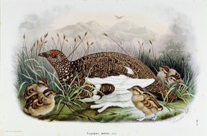 Repræsentation af agerhønen (Partridge eller Lagopus mutus) (Chromolithography