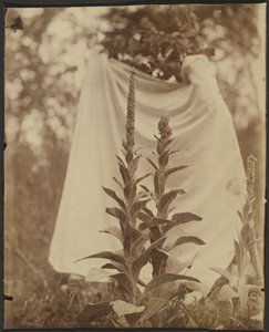 Bouillon Blanc (Mullein-planten) af Eugène Atget