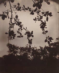 æbletræ gren af Eugène Atget