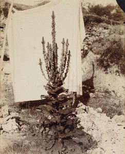 Mullein i blomst af Eugène Atget