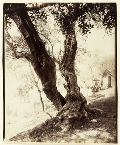 Olivier, Nice, ca. 1900 af Eugène Atget