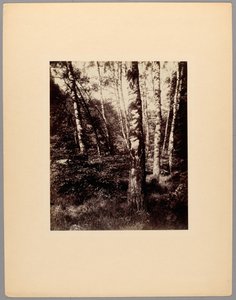 Saint-Cloud Park af Eugène Atget