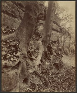 Saint-Cloud Park af Eugène Atget