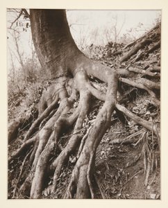 Saint-Cloud af Eugène Atget