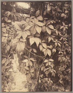Vigne Vierge af Eugène Atget