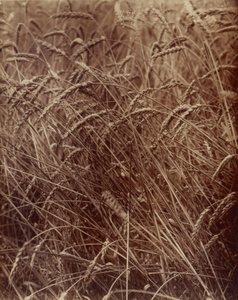 Hvede af Eugène Atget