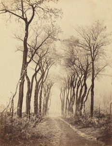 Vej og træer med rimfrost, 1860.