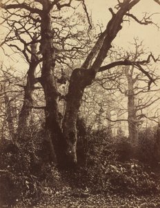 Træstudie, Fontainebleau