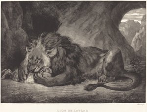 Løve af Atlasbjergene (Lion de l