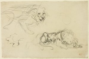 Studier af løver af Eugène Delacroix