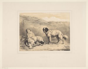 Tre hunde Forskellige dyr (serietitel) Etudes d