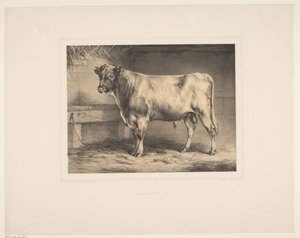 Stier Diverse dieren (serietitel) Animal Studies (serietitel)