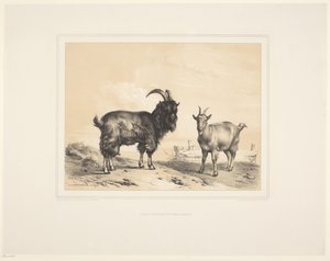 To geder Forskellige dyr (serietitel) Animal Studies (serietitel)
