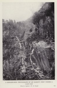 Et bemærkelsesværdigt fotografi af en ørnerede under en klippetop (s/h foto) af European Photographer