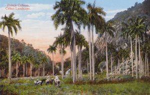 Havana, Cuba: Cubansk landskab (foto) af European Photographer