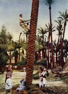 Palmelunde i Elche (foto) af European Photographer