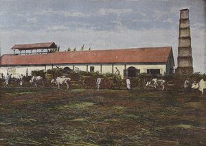 Høst af sukkerrør af European Photographer