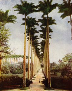 Rio de Janeiro, den berømte palmeavenue (foto) af European Photographer