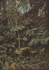 Vegetation, Fougeres Arborescentes af European Photographer