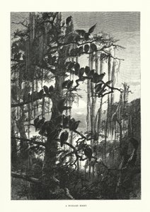 En musvåges tilholdssted (gravering) af European School