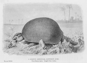 En gigantisk bæltedyr, Glyptodon Asper (litho) af European School