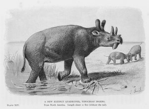 En ny uddød firbenet, Tinoceras Ingens (litho) af European School
