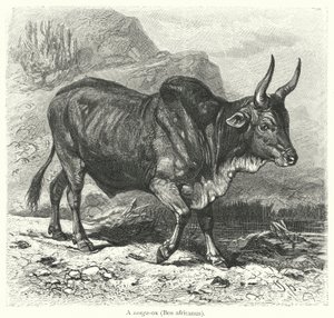 En sanga-okse, Bos africanus (gravering) af European School