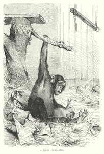 En ung chimpanse (kobberstik) af European School