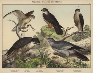 Accipitres, Falcons og Hawks af European School