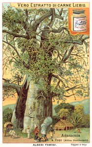 Adansonia træ i Togo (chromolitho) af European School